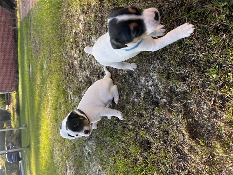 Parson Russell Terrier Rüden, Welpen