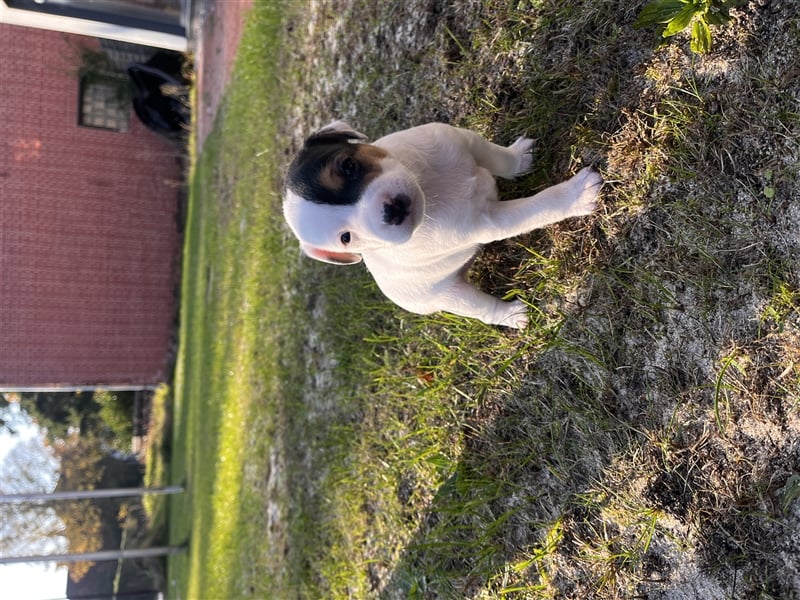 Parson Russell Terrier Rüden, Welpen