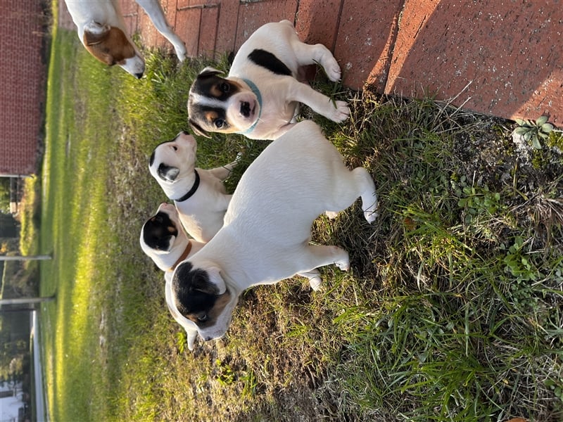 Parson Russell Terrier Rüden, Welpen