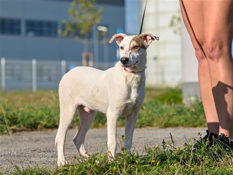 LIONEL ca. 5 J. Parson-JRTmix-Junge sucht seine Familie