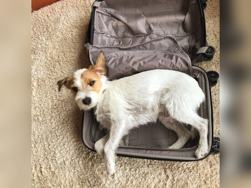 Parson Russell Terrier Deckrüde – erfahren & ausgeglichen