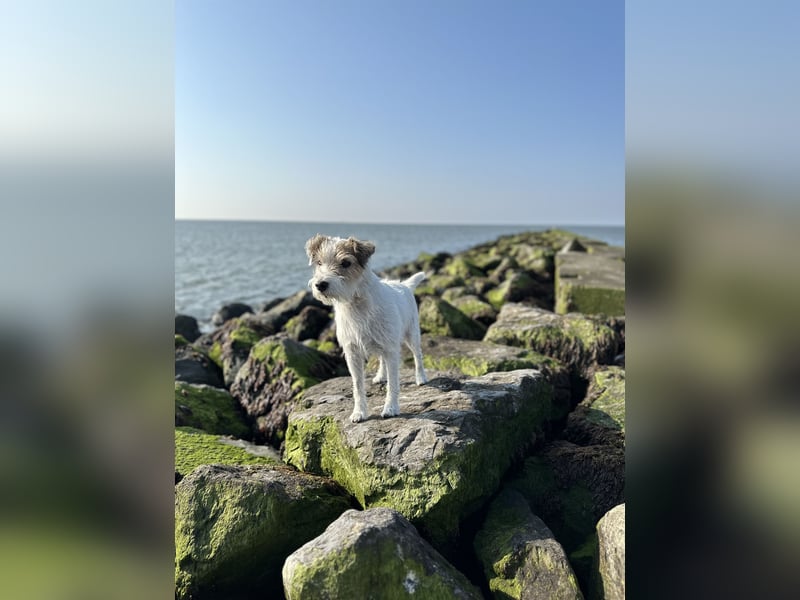 Parson Russell Terrier Deckrüde – erfahren & ausgeglichen