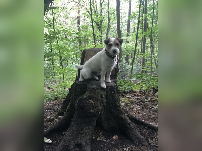 Parson Russell Terrier Deckrüde – erfahren & ausgeglichen