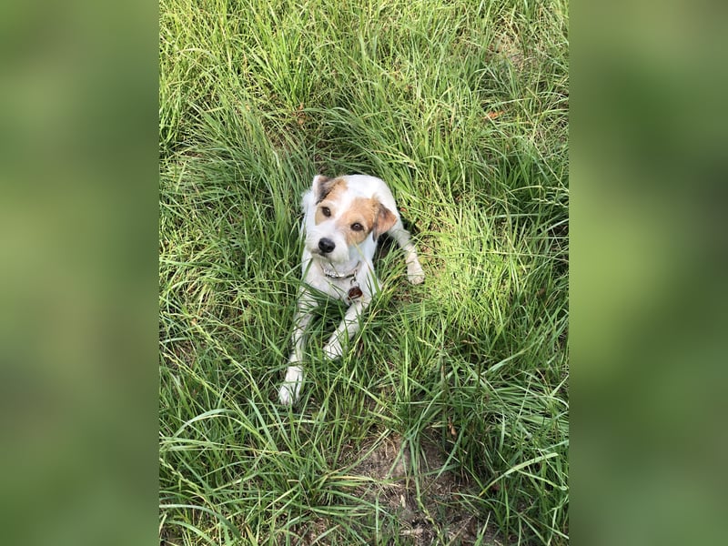 Parson Russell Terrier Deckrüde – erfahren & ausgeglichen