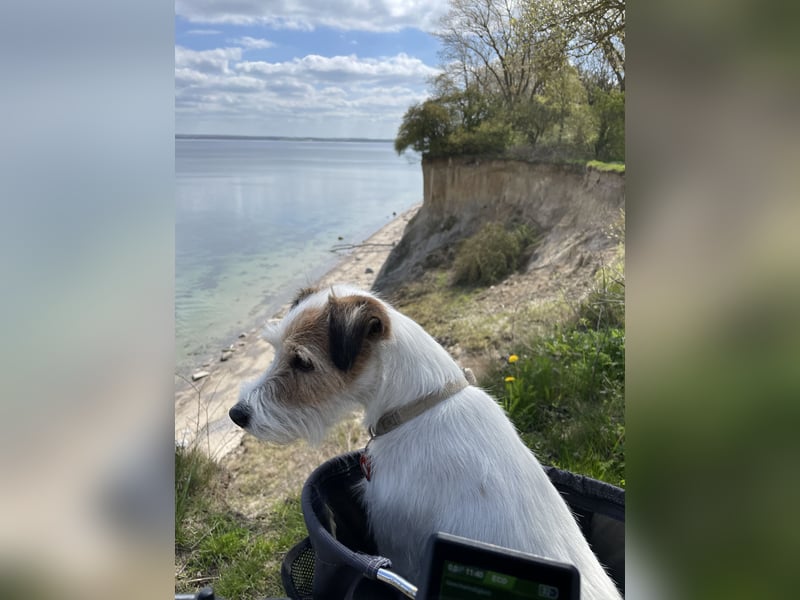 Parson Russell Terrier Deckrüde – erfahren & ausgeglichen
