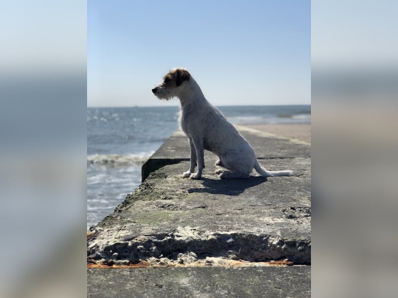Parson Russell Terrier Deckrüde – erfahren & ausgeglichen