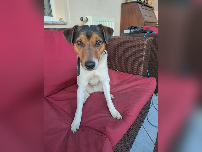 Parson Russel Terrier