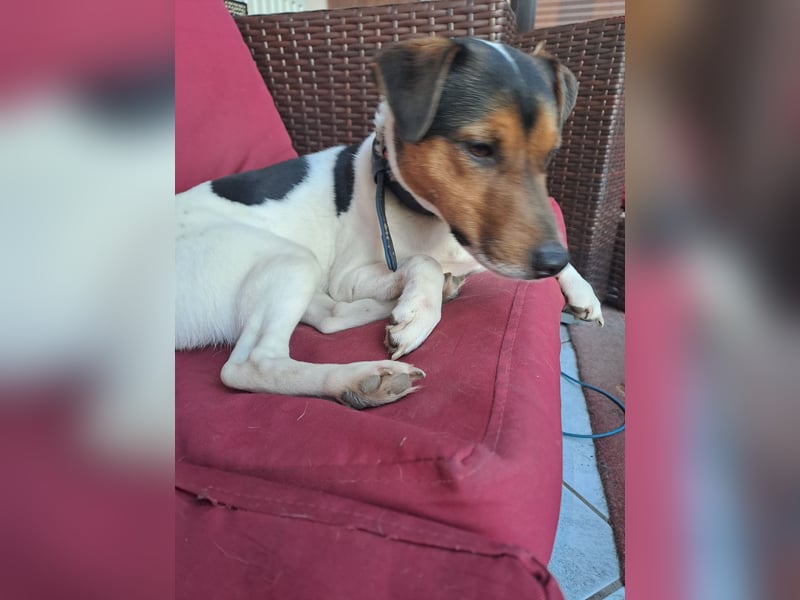 Parson Russel Terrier