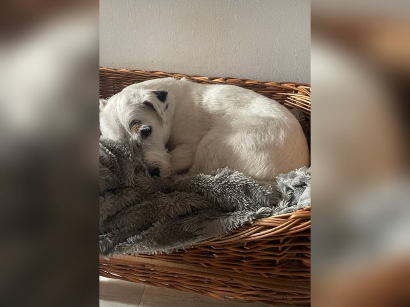 Deckrüde Parson Russel Terrier