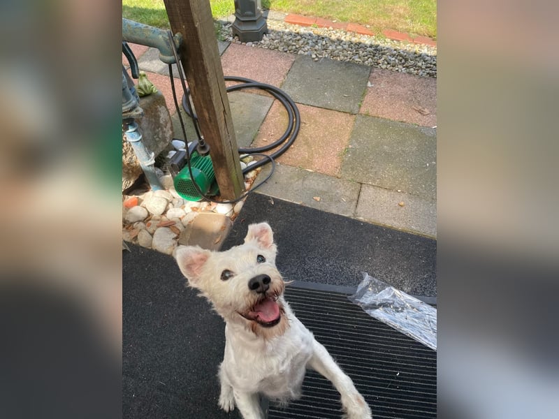 Deckrüde Parson Russel Terrier