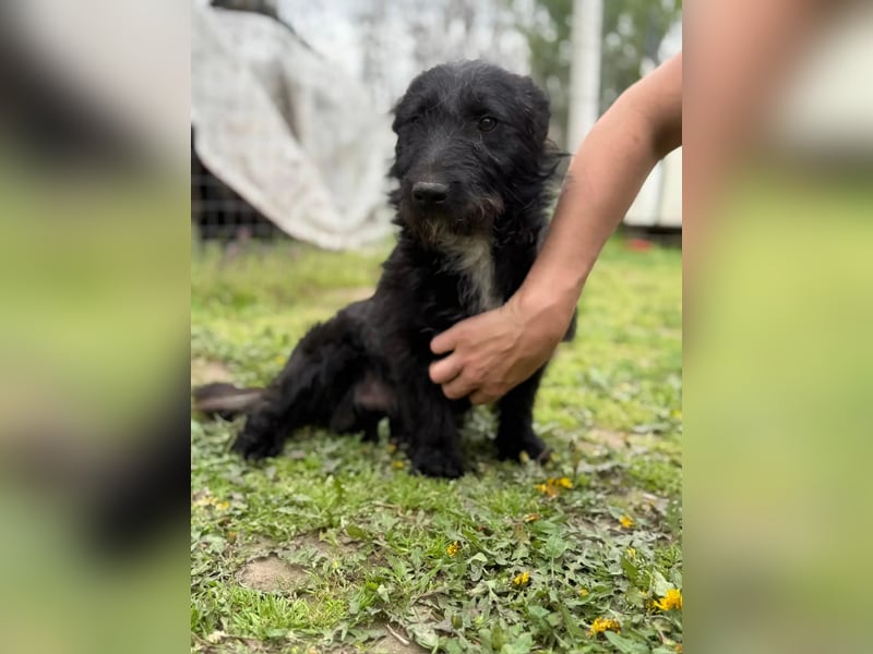 Alf LM – Fröhlicher kleiner Schatz sucht sein großes Glück