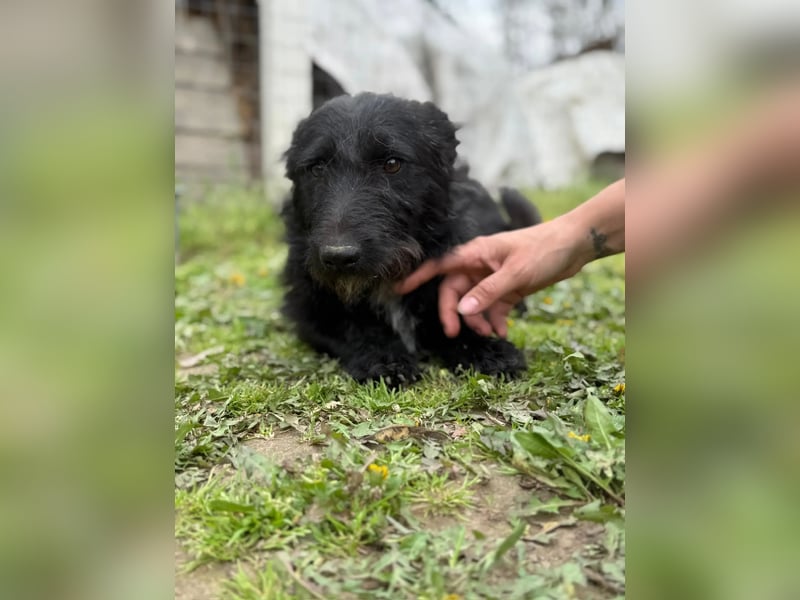 Alf LM – Fröhlicher kleiner Schatz sucht sein großes Glück