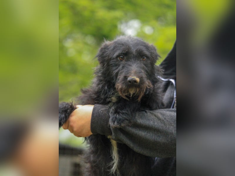 Alf LM – Fröhlicher kleiner Schatz sucht sein großes Glück