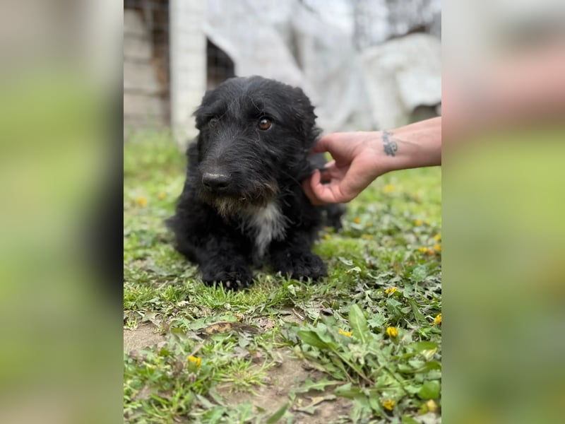 Alf LM – Fröhlicher kleiner Schatz sucht sein großes Glück