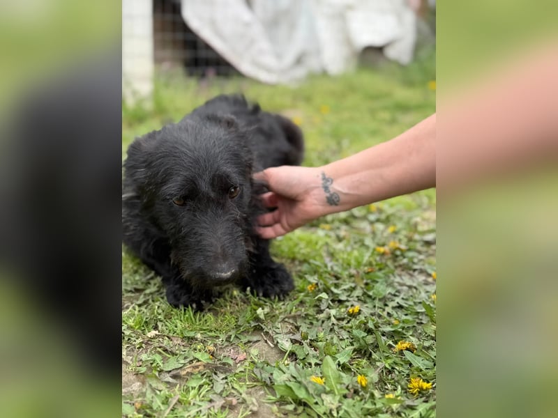 Alf LM – Fröhlicher kleiner Schatz sucht sein großes Glück