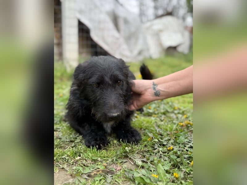 Alf LM – Fröhlicher kleiner Schatz sucht sein großes Glück