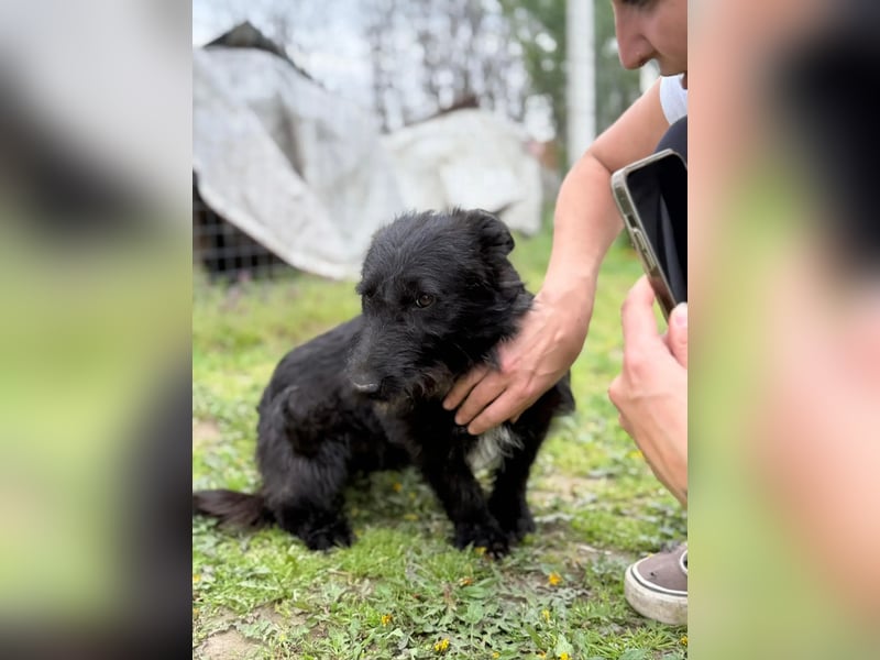 Alf LM – Fröhlicher kleiner Schatz sucht sein großes Glück