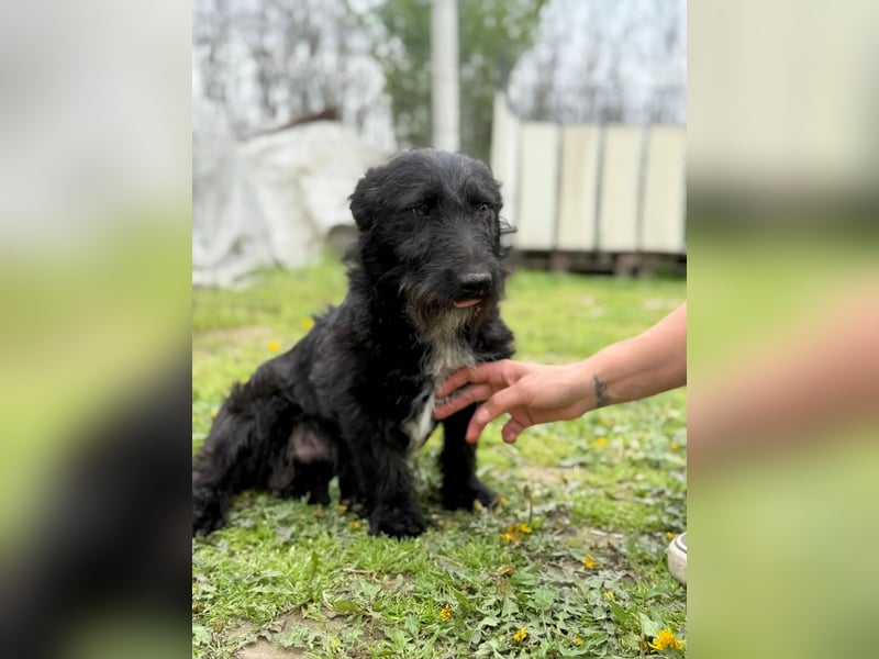 Alf LM – Fröhlicher kleiner Schatz sucht sein großes Glück