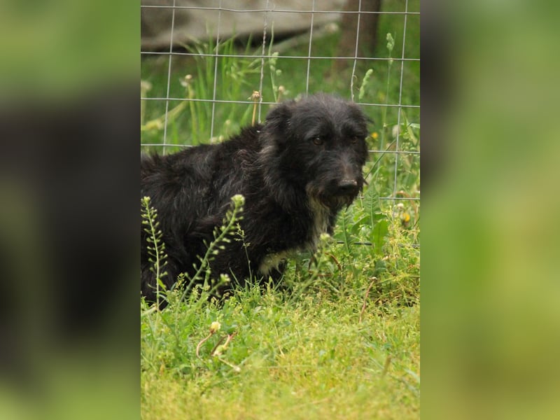 Alf LM – Fröhlicher kleiner Schatz sucht sein großes Glück