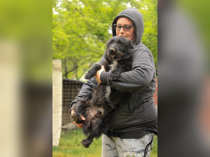 Alf LM – Fröhlicher kleiner Schatz sucht sein großes Glück