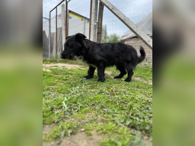 Alf LM – Fröhlicher kleiner Schatz sucht sein großes Glück