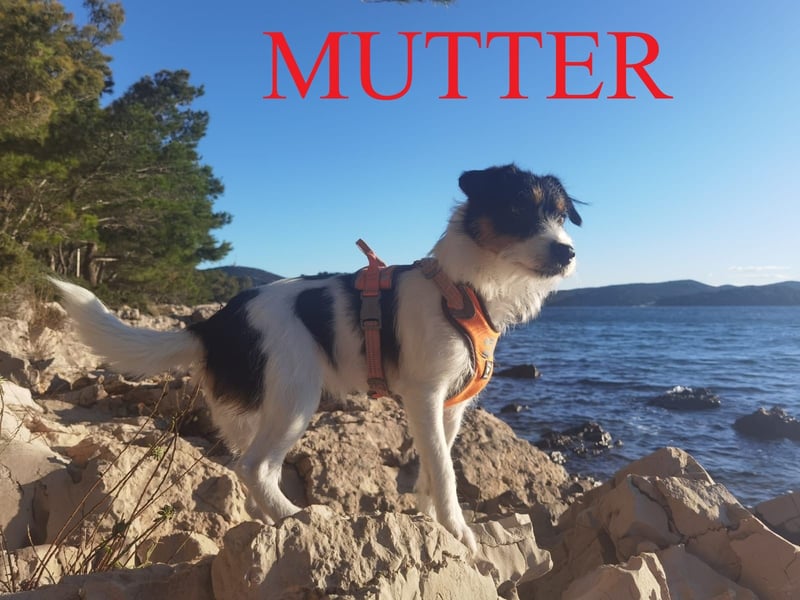 Parson Russell Terrier Welpen