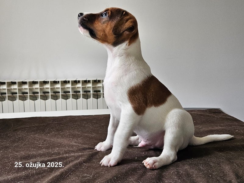 Parson Russell Terrier Welpen