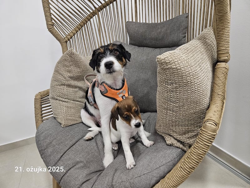Parson Russell Terrier Welpen
