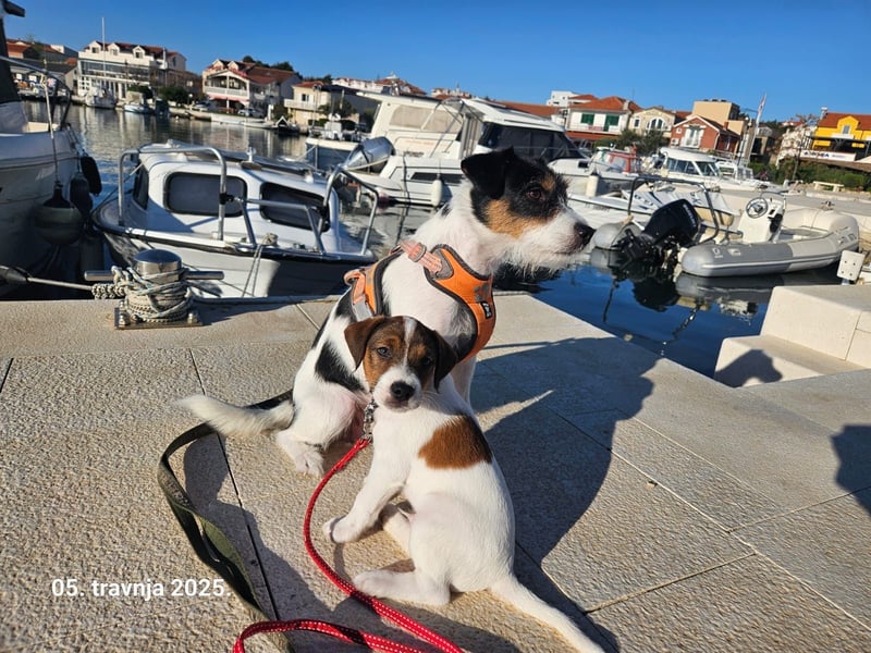 Parson Russell Terrier Welpen