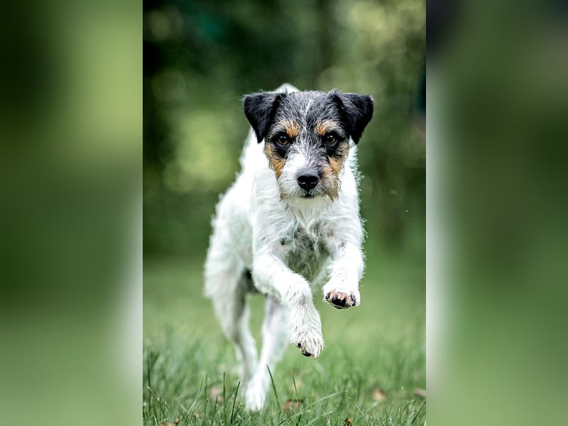 Parson Russell Terrier Deckrüde