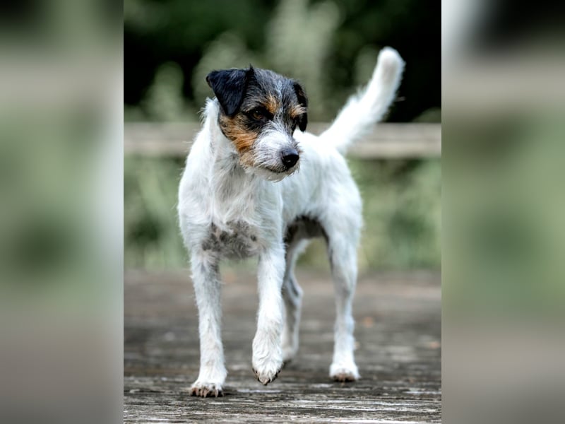Parson Russell Terrier Deckrüde