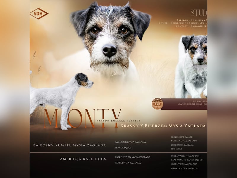 Parson Russell Terrier Deckrüde