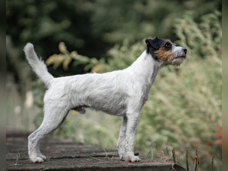 Parson Russell Terrier Deckrüde