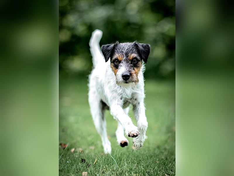 Parson Russell Terrier Deckrüde