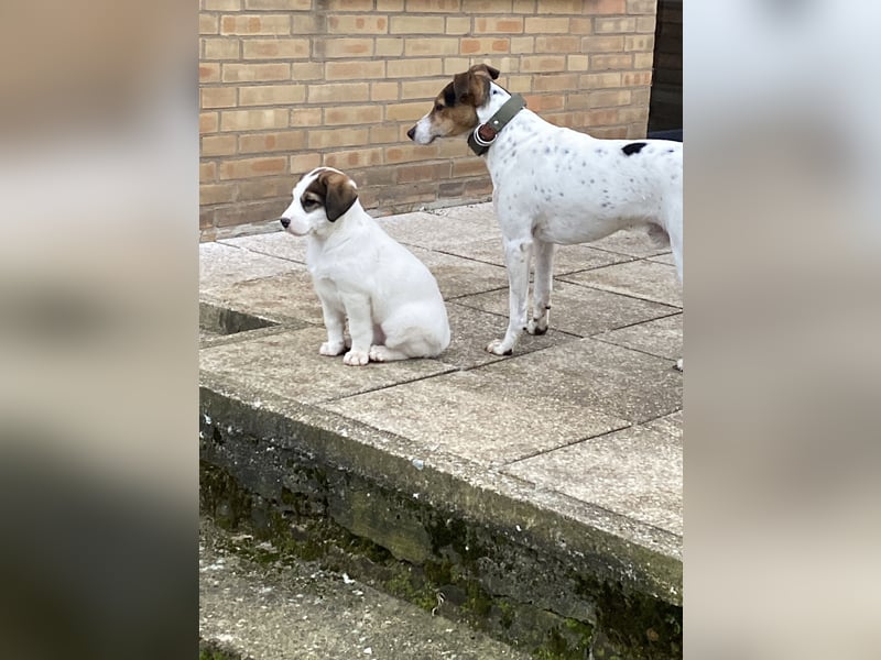 Deckrüde – Parson Russell Terrier mit tollem Wesen und bester Gesundheit