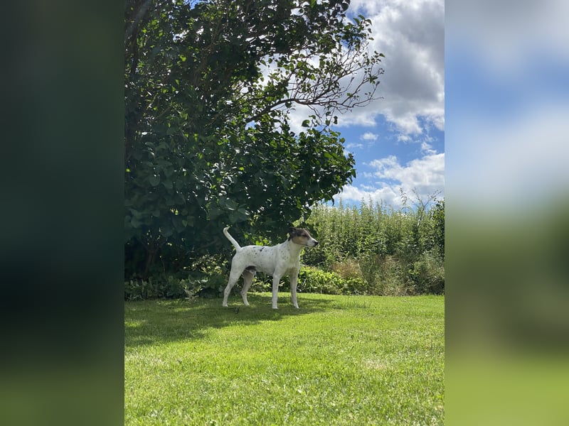 Deckrüde – Parson Russell Terrier mit tollem Wesen und bester Gesundheit