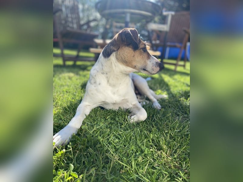 Deckrüde – Parson Russell Terrier mit tollem Wesen und bester Gesundheit