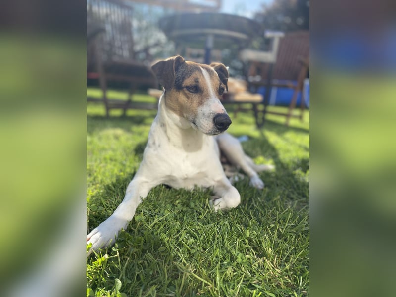 Deckrüde – Parson Russell Terrier mit tollem Wesen und bester Gesundheit