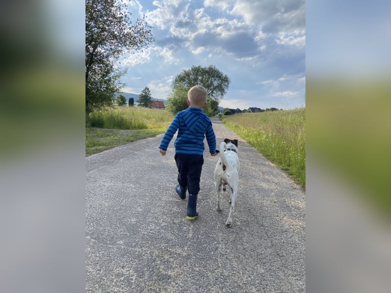 Deckrüde – Parson Russell Terrier mit tollem Wesen und bester Gesundheit