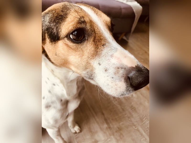 Deckrüde – Parson Russell Terrier mit tollem Wesen und bester Gesundheit