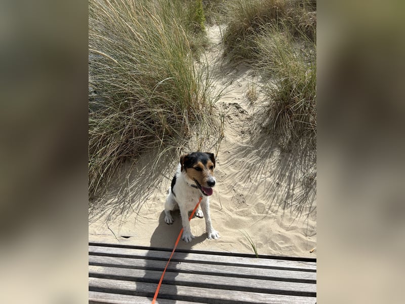 Parson Russel Terrier