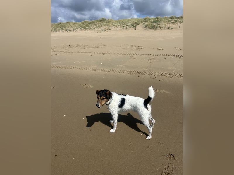 Parson Russel Terrier