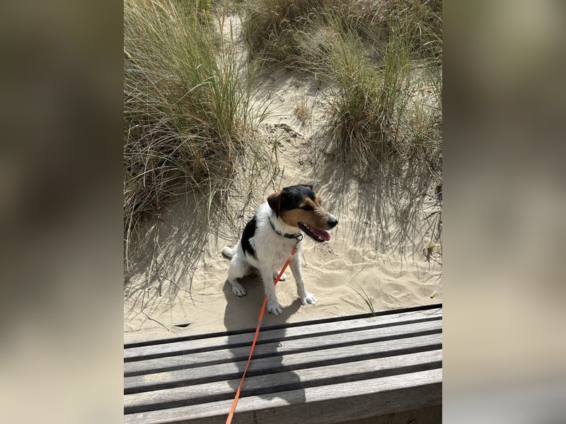 Parson Russel Terrier