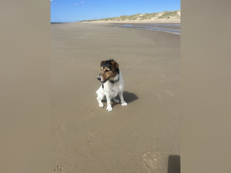 Parson Russel Terrier