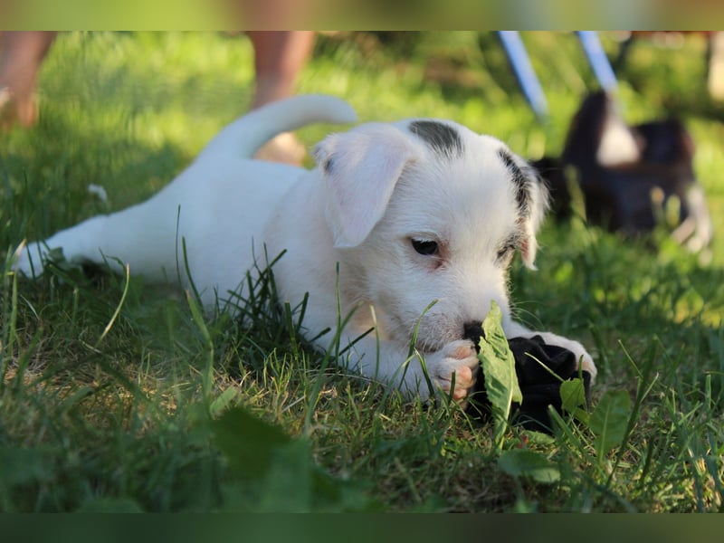 4 Parson Russell Terrier Rüden Kft Vdh