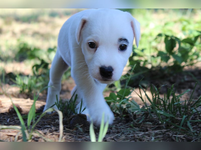 4 Parson Russell Terrier Rüden Kft Vdh