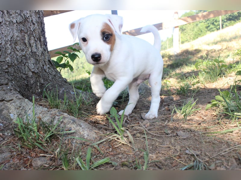 4 Parson Russell Terrier Rüden Kft Vdh