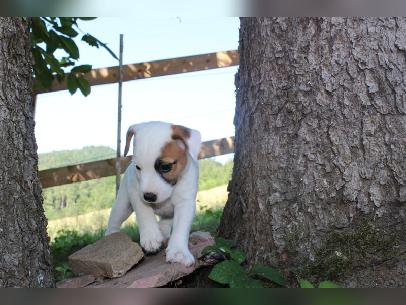 4 Parson Russell Terrier Rüden Kft Vdh