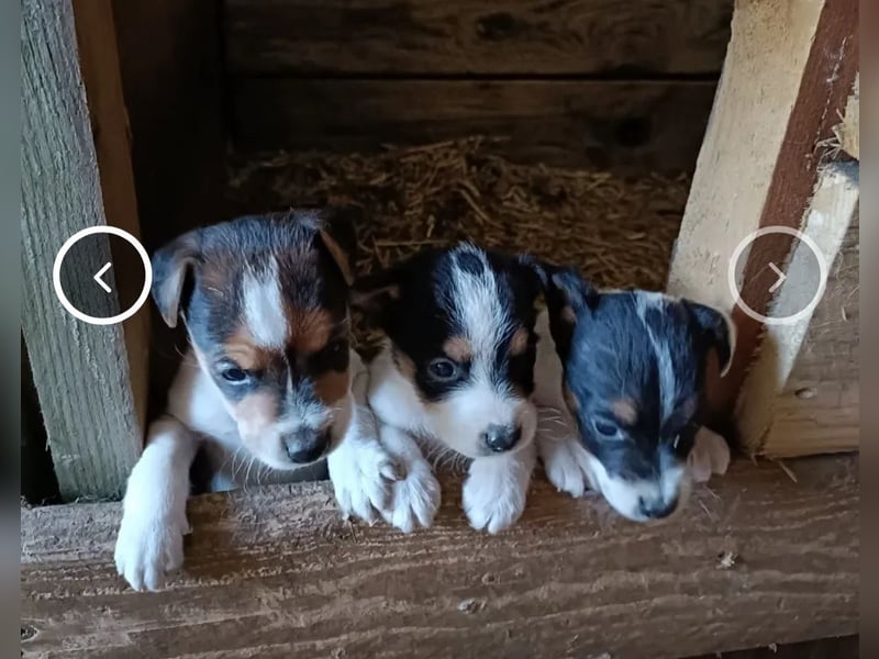 Parsons Russell Terrier