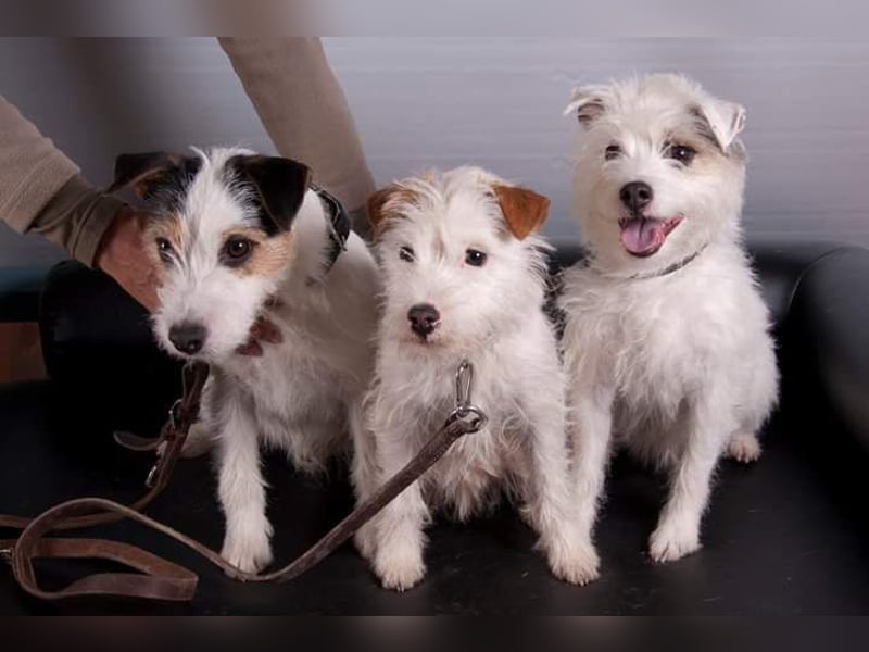 Parson Jack-Russell Terrier Welpen aus liebev. Familienaufzucht